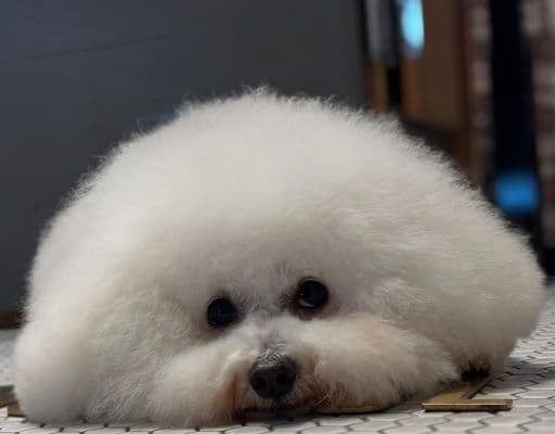 「わたあめ思い出しちゃった」槙野智章、かわいすぎる愛犬の写真を公開しファンから大反響！