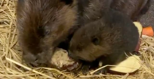 母の日、ビーバー親子の可愛い攻防！「ママのサツマイモ、ちょーだい？」
