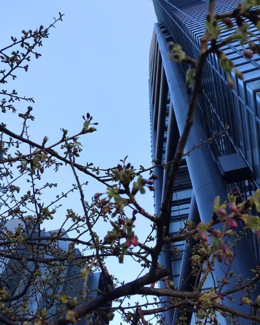 「ピンク出てきました」ZIP!気象キャスターくぼてんき、日テレ前から一足早い春のお便り！？