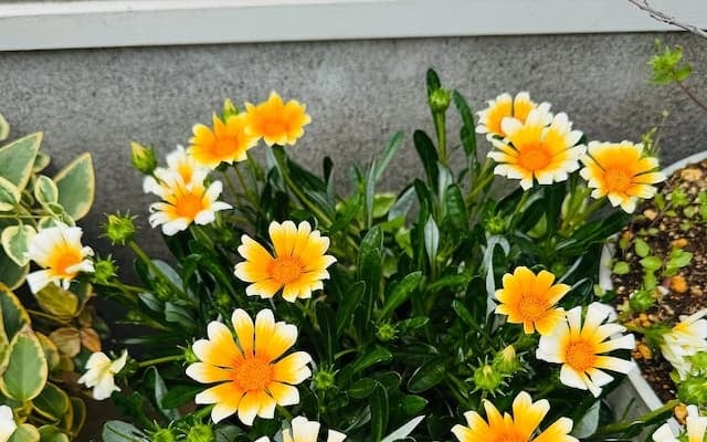 「小形ひまわりみたいに満開！」尾木ママのアップした花の写真にファンからコメント続々