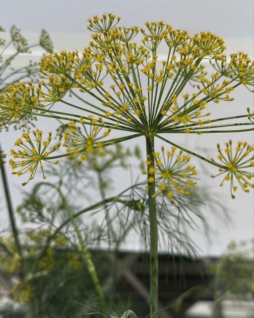 「お花の写真を写すことがこんなに楽しいと思うようになったのは…」栗原はるみ、まるで絵画のような花の写真を公開！