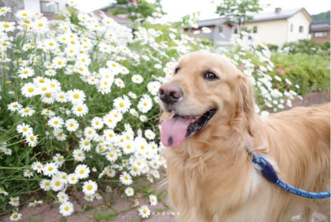 本間日陽、地元でのオフショットにファンほっこり