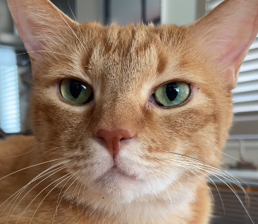 「表情が人間すぎて笑った…」石田ゆり子、愛猫“くうちゃん”のドヤ顔ショットにほっこりの嵐