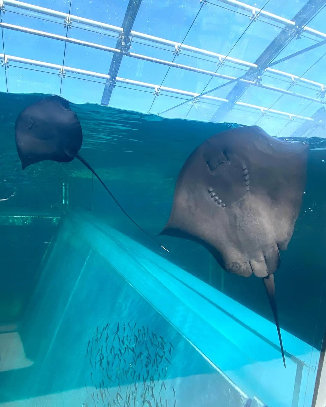 アクアマリンふくしま、カラスエイの幼魚を公開！懸命にパタパタ泳ぐ姿に癒やされる