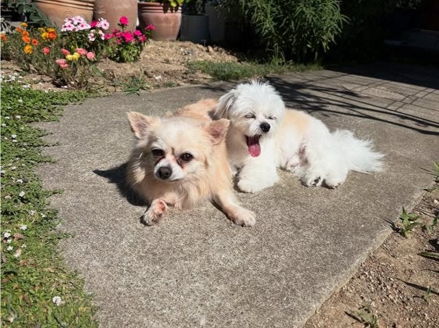 「癒しの日常」小野真弓、庭で過ごす愛犬との穏やかな朝のひととき