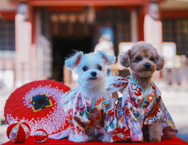 愛犬の七五三記念ショットを公開！Perfumeあ〜ちゃんが母性爆発