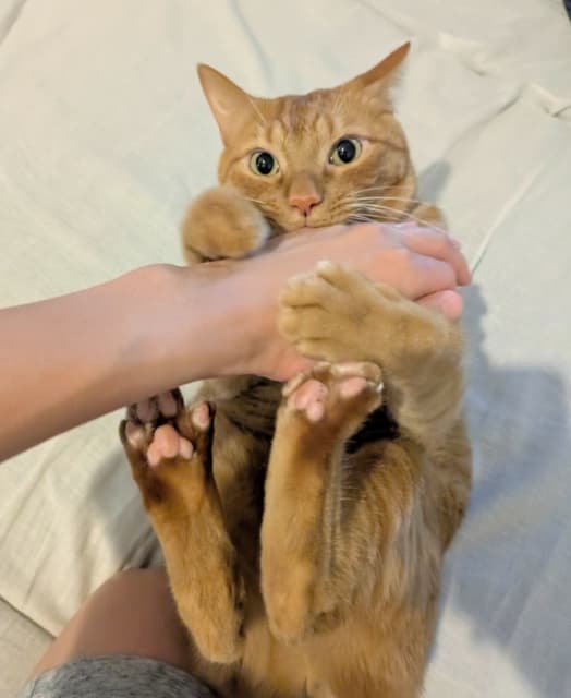 「送り出してくれたリドくん」松丸亮吾が愛猫の様子をシェア