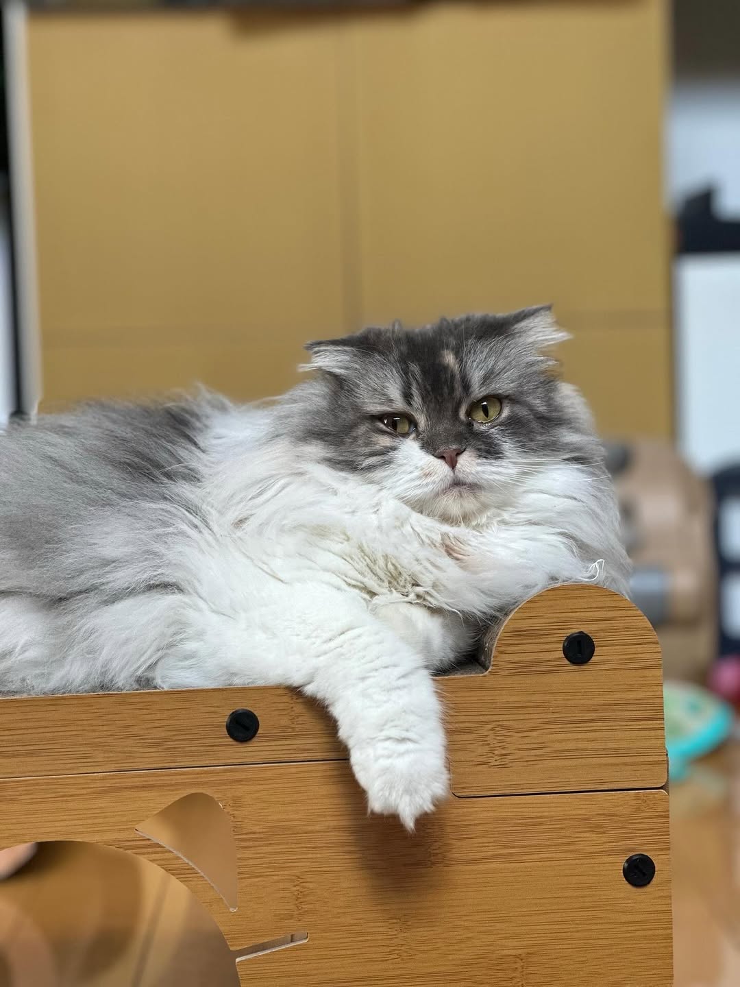 中川剛、愛猫の「とろーんとした目」寝落ち寸前ショットが話題