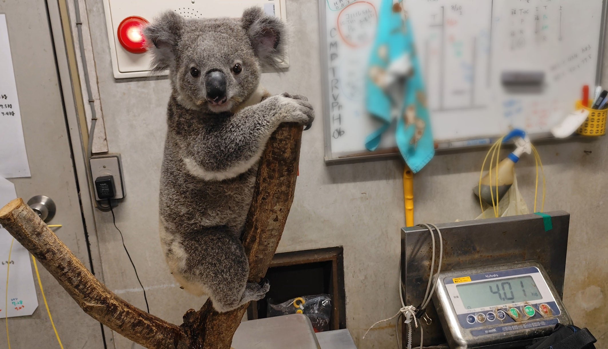 おめでとう！SNSで話題のアイドルコアラ、体重4kg突破でファンもほっこり