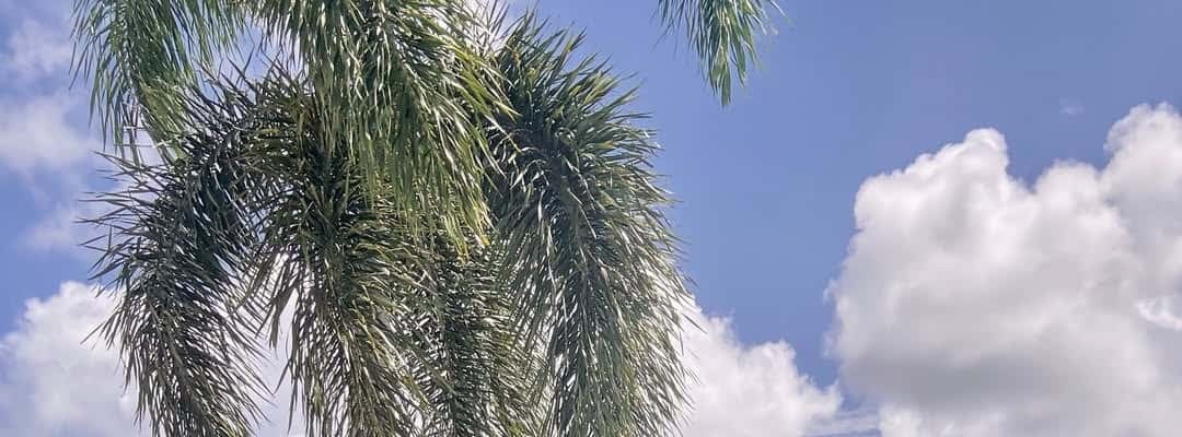 「セクシー」「素敵」“トロピカル女神”のギンガムビキニに歓喜続出