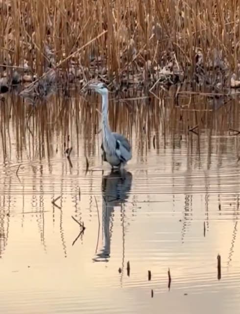 レイザーラモンRG、日本野鳥の会員として蓮刈りとアオサギを語る