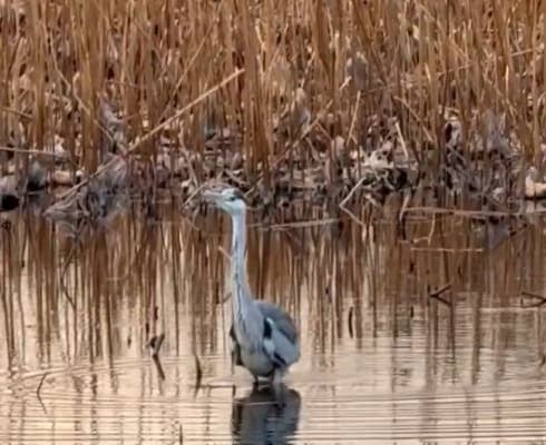 レイザーラモンRG、日本野鳥の会員として蓮刈りとアオサギを語る