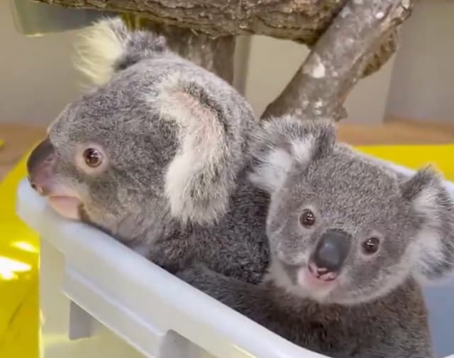 コアラ親子らが新居にお引越し！横浜市金沢動物園のコアラ舎リニューアル完了、展示再開へ