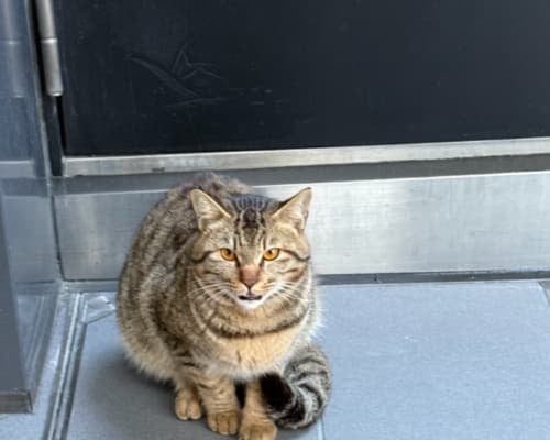 なだぎ武、偶然にもニャンニャンニャンの日に「猫ちゃんのお出迎えがありました」と大喜び！