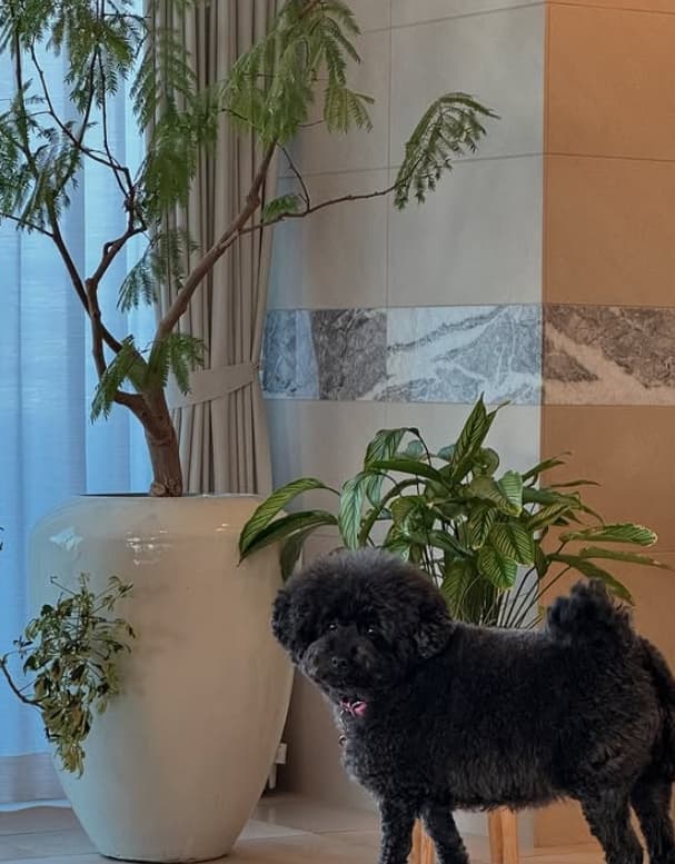 「黒プー×ひつじのショーン⁉」小川菜摘の愛犬のキュートな姿にみんなメロメロ