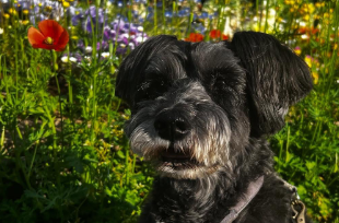 森尾由美、初夏に向けて編み物奮闘中「急がないと夏が来る〜！」