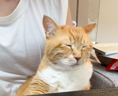 「これは許すしかない。」もう会議なんてどうでもいい…とある猫の眠気優先スタイルが話題に！！