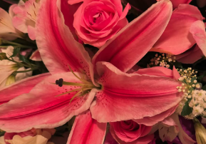 雛形あきこ、誕生日を迎え感謝の思いを綴る「一日一日を大切に」