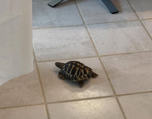 「ボルトです」上原浩治、