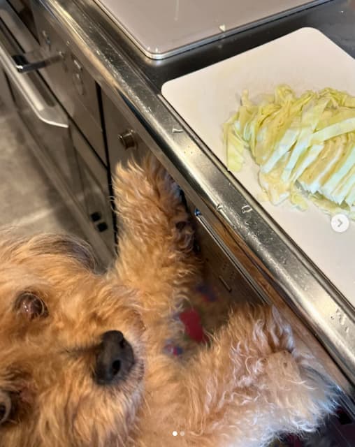 浅田美代子が愛犬とキッチンに立つ姿を公開