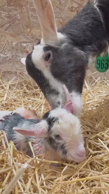 やぎミルク専門店が生まれたての子やぎの動画を公開！可愛い姿に祝福の声