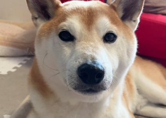 「クラ吉、9歳のお誕生日おめでとう！」高橋みゆき、愛犬との癒しショットに祝福の声続々