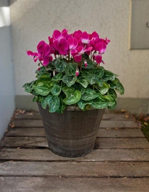 猫沢エミがフランスのホームレスへの対応を考える