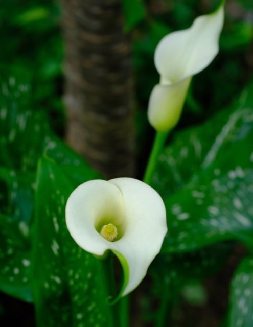 野口健が見つめた静寂の美。優雅に佇む一輪のカラーが放つ圧倒的存在感