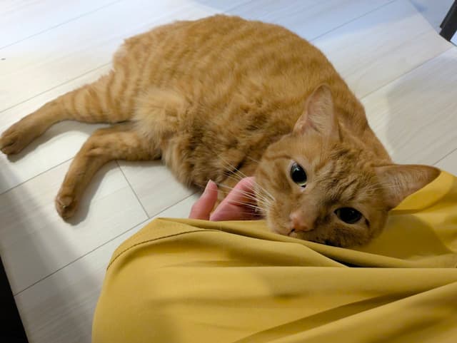 「かわいい！！」松丸亮吾が愛猫に甘えられて悶絶