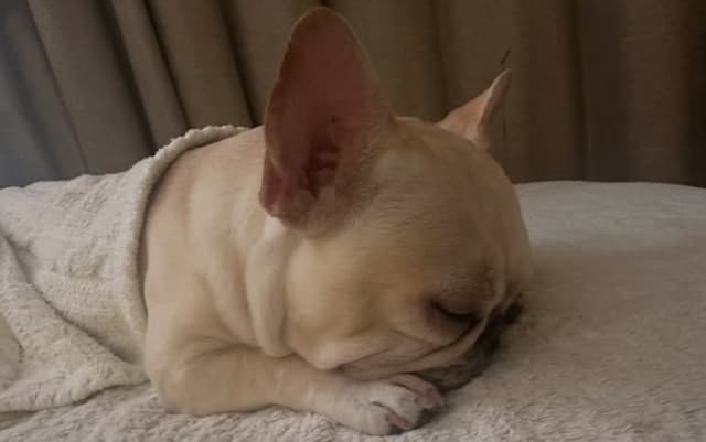 「なんだこのいきものちゃん」秋本愛が愛犬の寝顔に愛しさ爆発！？