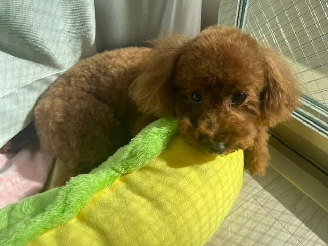 「カーテンめくったら…」桃月なしこが愛犬”ぽちゃ”の激カワな姿を投稿