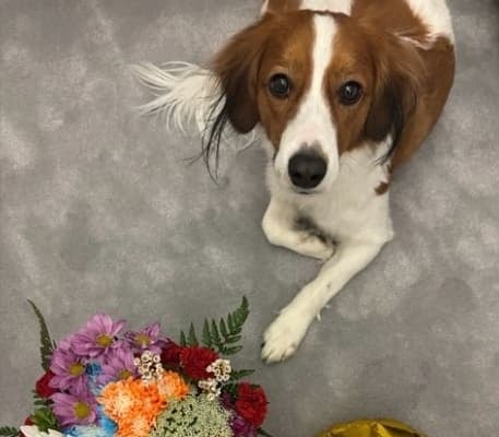 「妹ちゃんのお世話で忙しくなりますね(笑)」大谷翔平の愛犬・デコピン、2歳のお誕生日が話題に