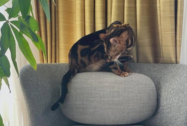 パキラのロジャーと日向ぼっこ 三浦瑠麗の模様替え後の幸せ時間