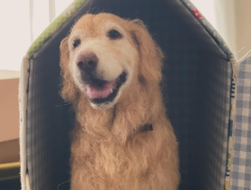 石田ゆり子、愛犬“雪”の羊毛フェルト作品に感動「生き写し」「呼吸しているよう」