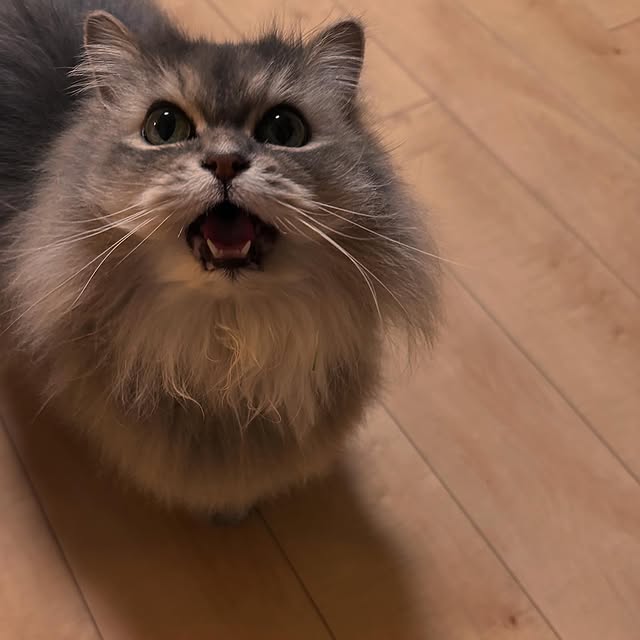 「ニャーと言った瞬間」相川七瀬、愛猫・マリンちゃんの可愛すぎる瞬間を激写！ファンもほっこり