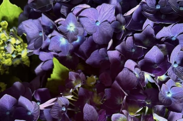 板谷由夏が5月終盤の季節の植物を投稿