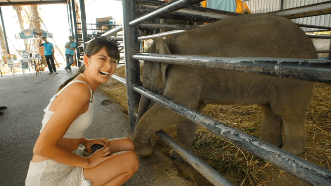 「象も美人好き」美女インフルエンサー、ゾウから求愛された”お戯れシーン”公開に反響続々！「小象にもモテモテですね」