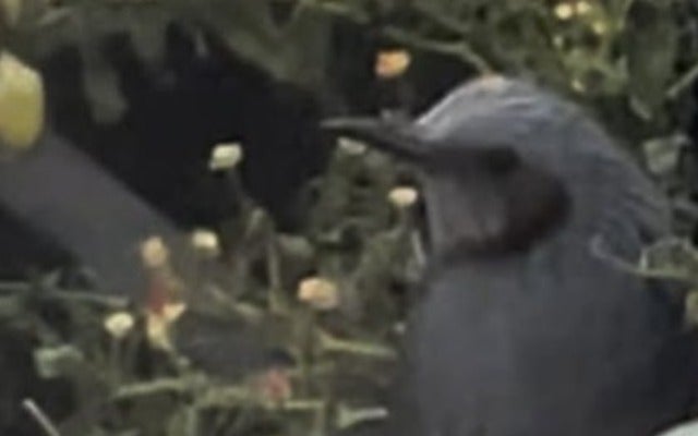 アンガールズ田中のベランダ家庭菜園のミニ白菜を食べた犯人は〇〇！