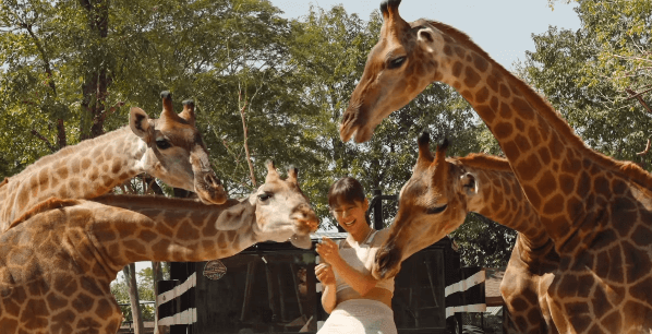 「逆ハーレムか！」美女インフルエンサー、キリンに”溺愛＆愛ある襲撃”ムービーを披露しネット大反響「最高ですね」