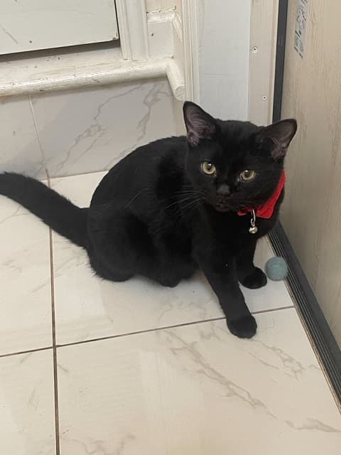 「人の生まれ変わり!?」中川翔子の愛猫が猫らしくないと話題に！