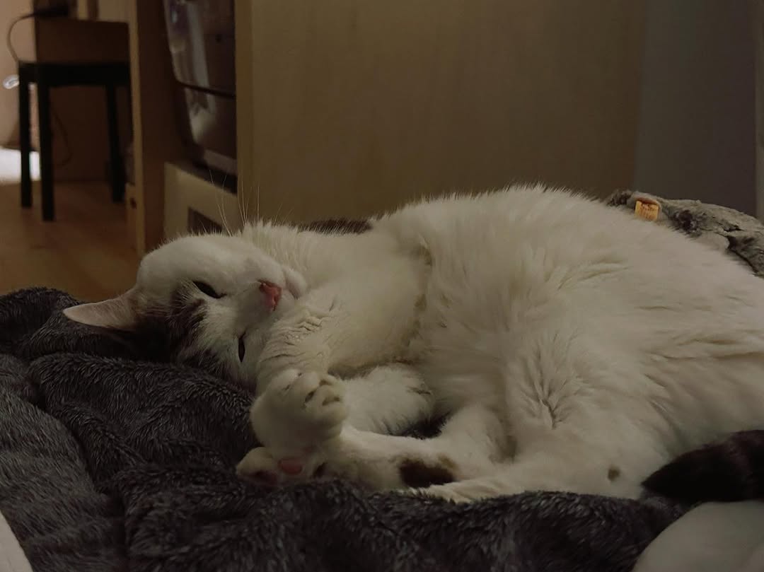 麻生要一郎、愛猫との夜の時間が「微笑ましすぎる」と反響