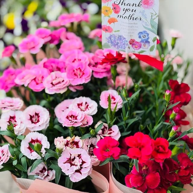 尾木ママ、パートナーへ“母の日のプレゼント”を贈る