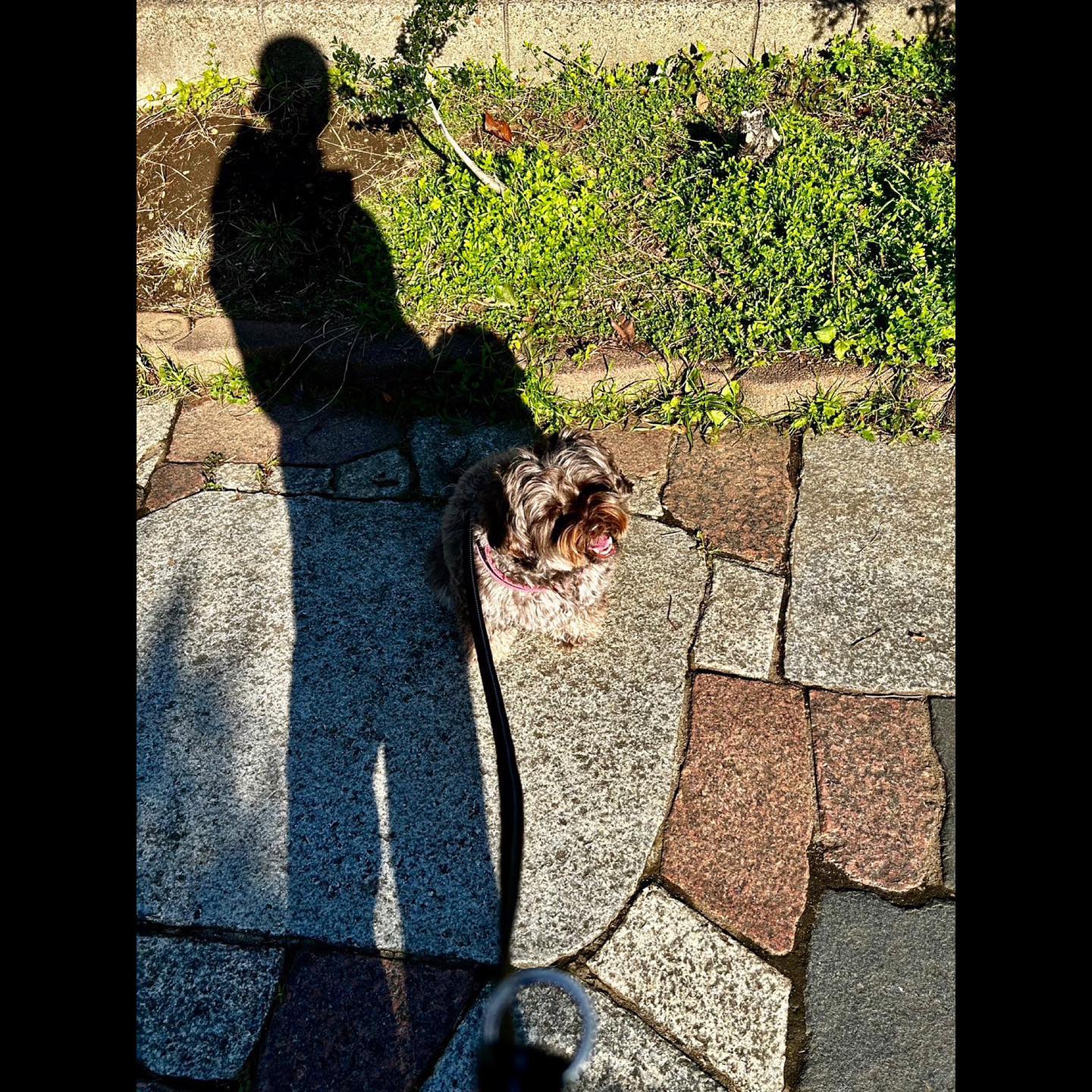 木村拓哉が愛犬との散歩を公開🐶「ルンルン気分」