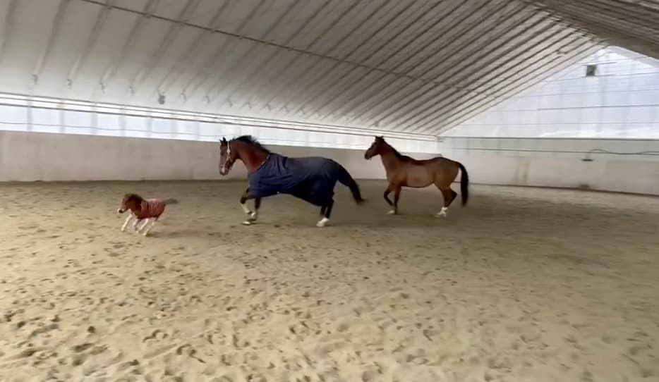 生後1か月のポニー・葵が疾走！ゼンライディングクラブの投稿に反響