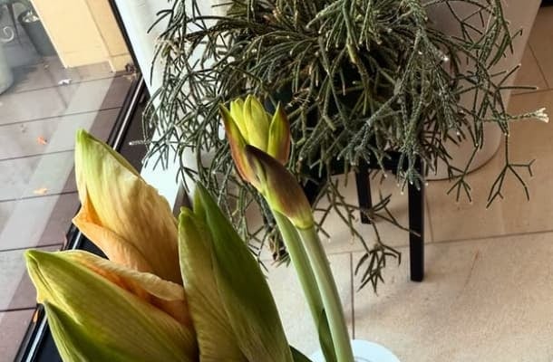 「開花秒読み中！」小川菜摘が大切に育てている〇〇の成長記録が尊い