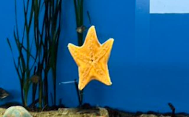 仕事終わりみたいな元気さ！？　「ワーーーイ」するイトマキヒトデに癒される