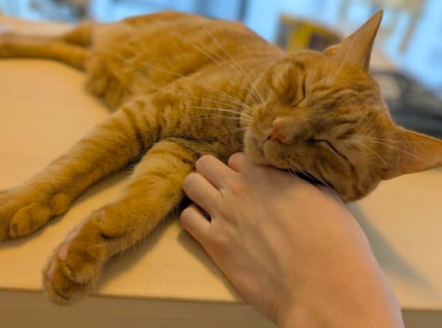 「しばらく動けないことが確定した」松丸亮吾の愛猫の寝顔姿にファンうっとり