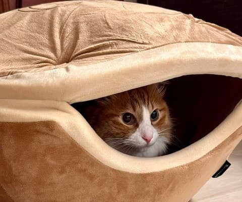 「食べちゃいたいくらい可愛い」元AKB48 倉持明日香が”可愛すぎるうちの子”写真を公開！