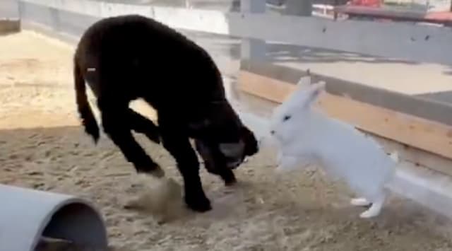 ちょっぴり切ない初挑戦！「ハーベストの丘」の仔羊ごまめくん、先輩ウサギにあいさつ