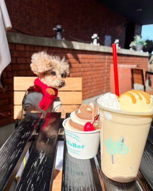 「マフラーはmamの手編み」元モー娘。新垣里沙、愛犬とのお散歩ショットにファンが癒される！